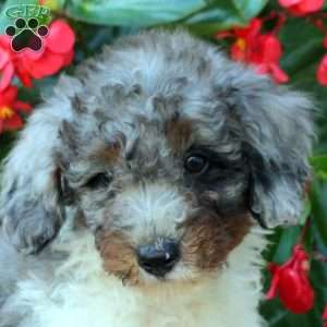 Benji, Mini Bernedoodle Puppy