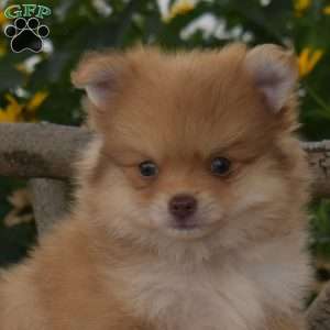 Benji, Pomeranian Puppy