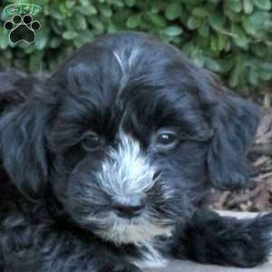 Benji, Havapoo Puppy