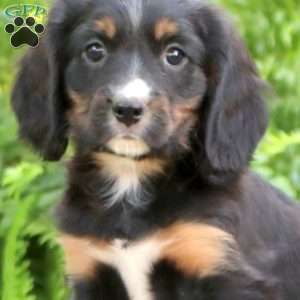 Benji, Miniature Bernese Mountain Dog Puppy