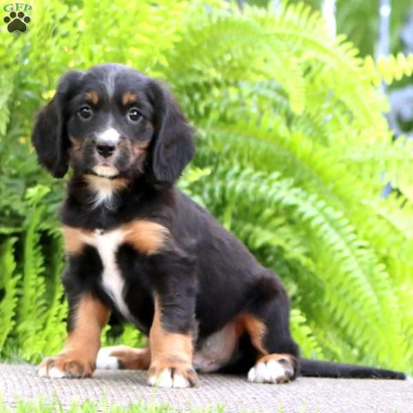 Benji, Miniature Bernese Mountain Dog Puppy