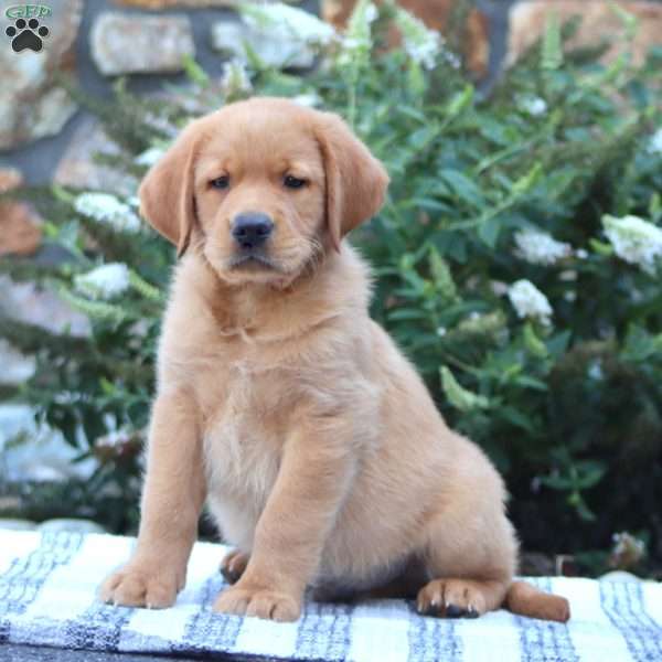 Benji, Golden Retriever Mix Puppy