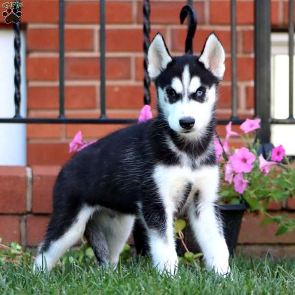 Benji, Siberian Husky Puppy