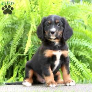 Benji, Miniature Bernese Mountain Dog Puppy