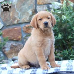 Benji, Golden Retriever Mix Puppy