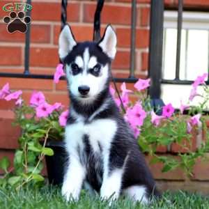 Benji, Siberian Husky Puppy