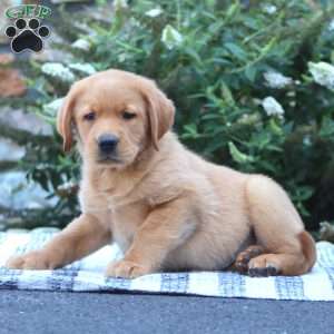 Benji, Golden Retriever Mix Puppy