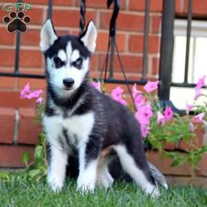 Benji, Siberian Husky Puppy