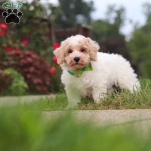 Benji, Bich-Poo Puppy
