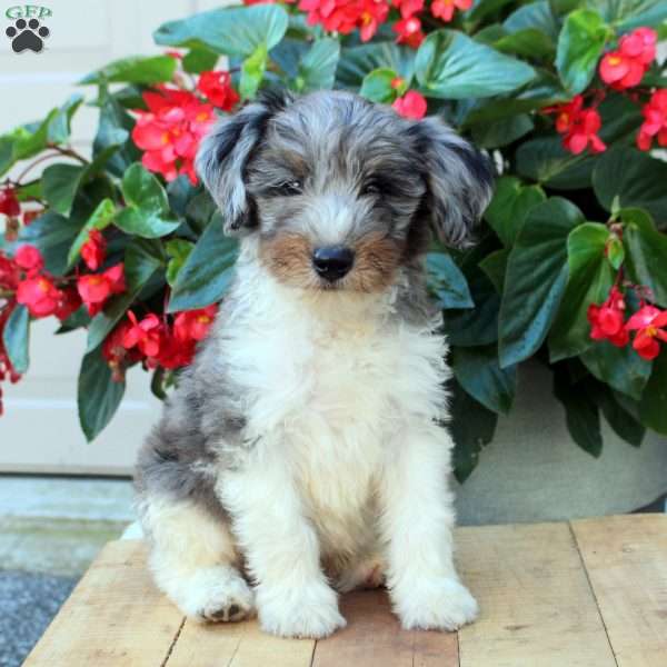 Bennett, Mini Bernedoodle Puppy