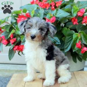 Bennett, Mini Bernedoodle Puppy