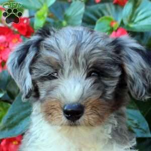 Bennett, Mini Bernedoodle Puppy