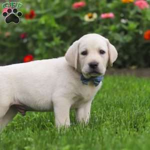 Bennie, Yellow Labrador Retriever Puppy