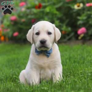 Bennie, Yellow Labrador Retriever Puppy