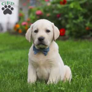 Bennie, Yellow Labrador Retriever Puppy