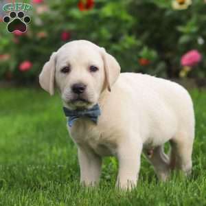Bennie, Yellow Labrador Retriever Puppy