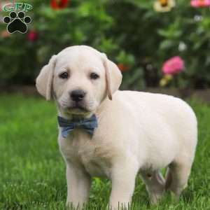 Bennie, Yellow Labrador Retriever Puppy