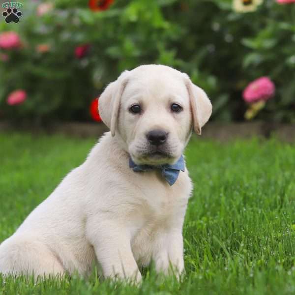 Bennie, Yellow Labrador Retriever Puppy