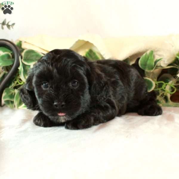 Benny, Maltipoo Puppy