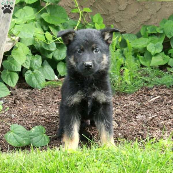 Benny, German Shepherd Puppy