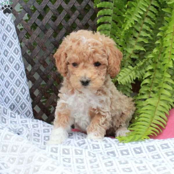 Benny, Toy Poodle Puppy