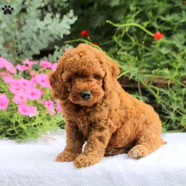 Benny, Miniature Poodle Puppy