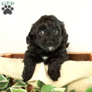 Benny, Maltipoo Puppy