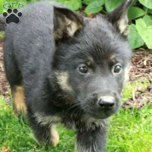 Benny, German Shepherd Puppy