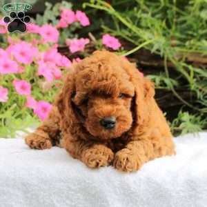 Benny, Miniature Poodle Puppy