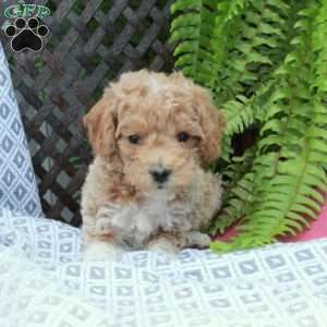 Benny, Toy Poodle Puppy