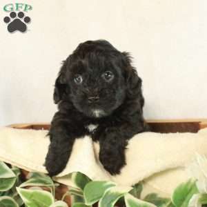 Benny, Maltipoo Puppy