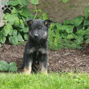 Benny, German Shepherd Puppy