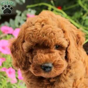 Benny, Miniature Poodle Puppy