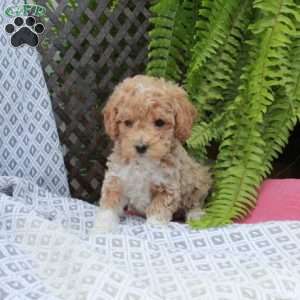 Benny, Toy Poodle Puppy
