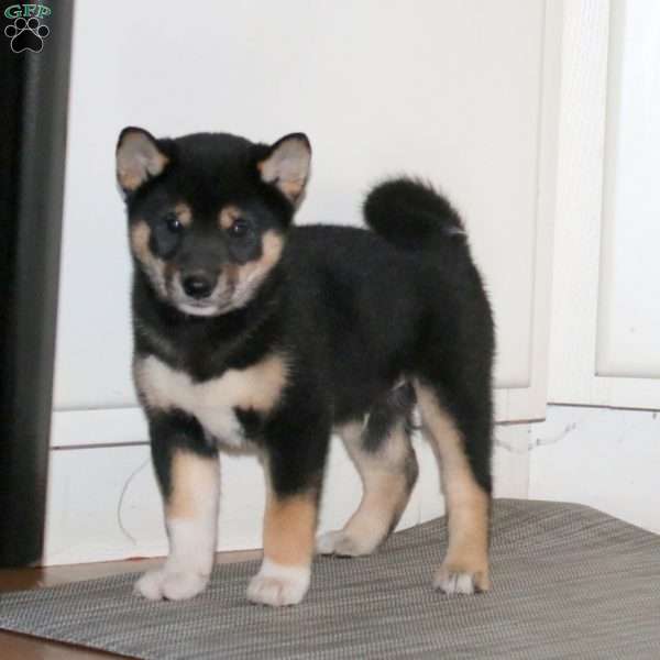 Benny, Shiba Inu Puppy