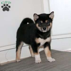 Benny, Shiba Inu Puppy