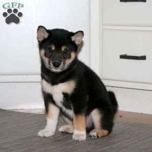 Benny, Shiba Inu Puppy