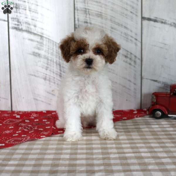 Benny, Toy Poodle Puppy