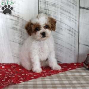 Benny, Toy Poodle Puppy