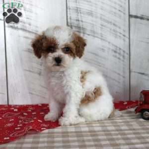 Benny, Toy Poodle Puppy