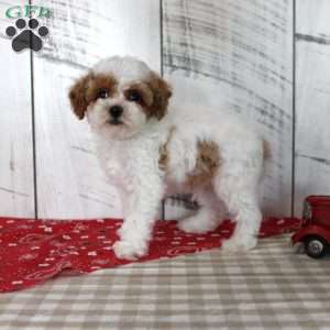Benny, Toy Poodle Puppy