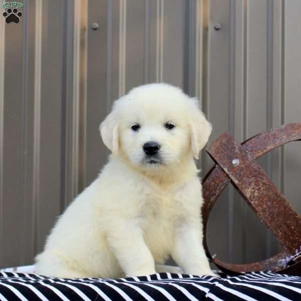 Bentley, English Cream Golden Retriever Puppy