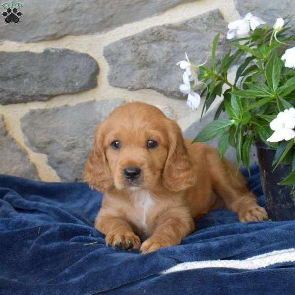 Bentley, Miniature Golden Retriever Puppy