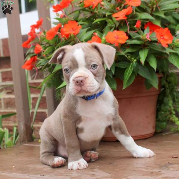 Bentley, Boston Terrier Puppy