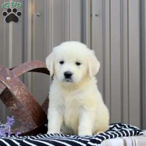 Bentley, English Cream Golden Retriever Puppy