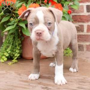 Bentley, Boston Terrier Puppy