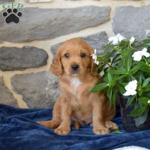 Bentley, Miniature Golden Retriever Puppy