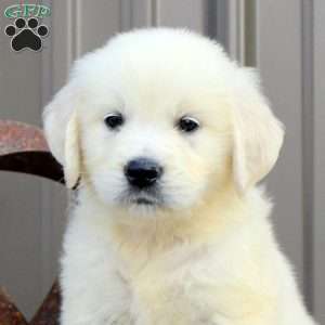 Bentley, English Cream Golden Retriever Puppy