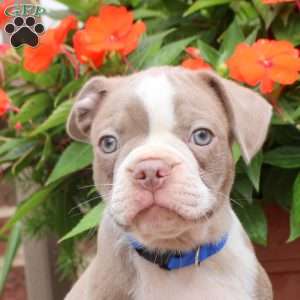 Bentley, Boston Terrier Puppy
