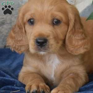 Bentley, Miniature Golden Retriever Puppy